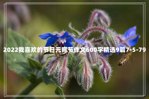 2022我喜欢的节日元宵节作文600字精选9篇7-5-79