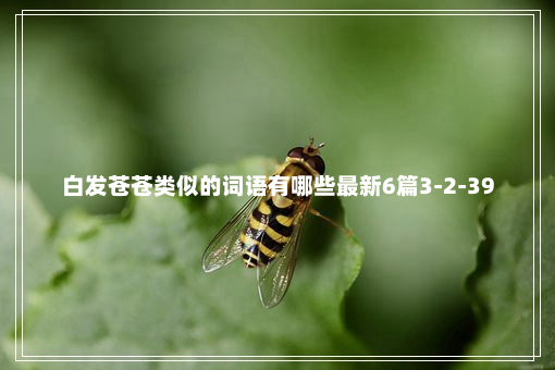 白发苍苍类似的词语有哪些最新6篇3-2-39