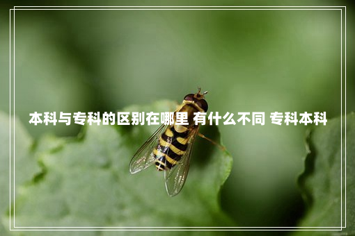 本科与专科的区别在哪里 有什么不同 专科本科