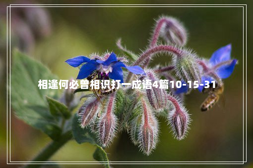 相逢何必曾相识打一成语4篇10-15-31