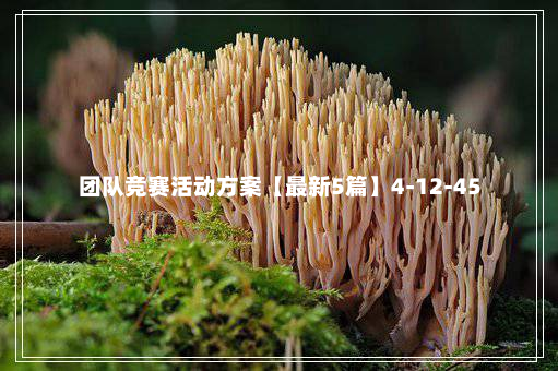 团队竞赛活动方案【最新5篇】4-12-45